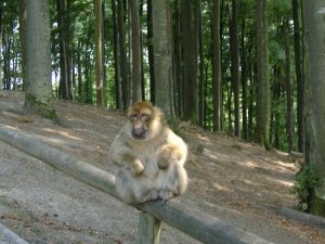 Affe im Affenpark Salem